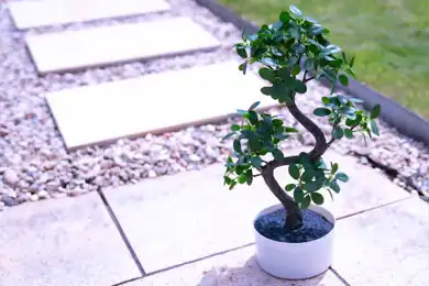 Warum Feng Shui